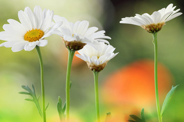Garden idyll with lovely daisies (Marguerite), Germany