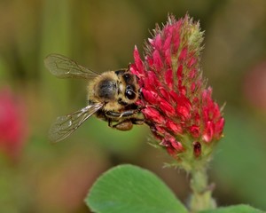A honey bee is busy pollinating a Crimson Clover wildflower in a field during the Spring season.