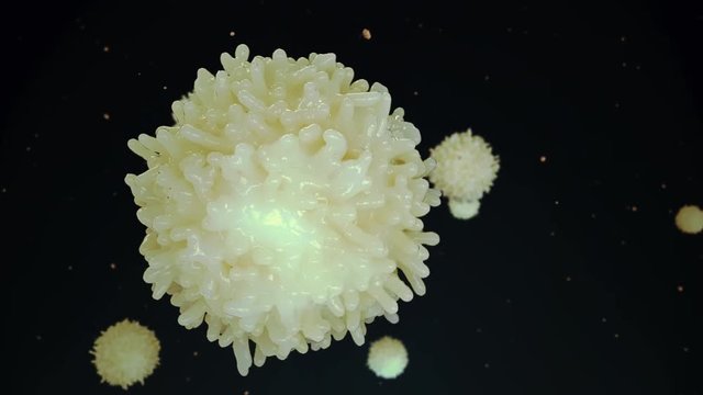 Lymphocyte (Leukocyte). Medically accurate 3D representation of an electron microscope view.