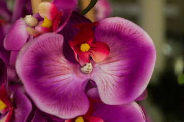From the tropics are some beautiful, gorgeous, stunning pink and purple flowers in full bloom.