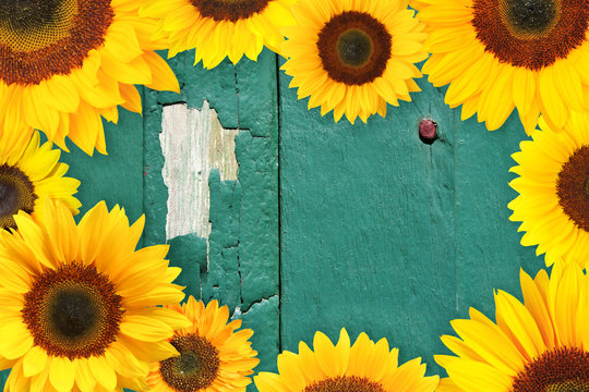 Beautiful sunny sunflowers frame the text field (copy-space)