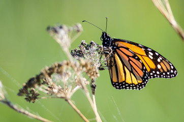 Monarch Butterfly Resting on a Dried Desert Flower