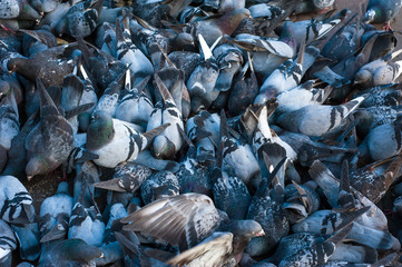 Many pigeons eating a crust of bread. Hungry doves eating seeds in the town.