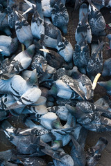 Many pigeons eating a crust of bread. Hungry doves eating seeds in the town.