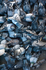 Many pigeons eating a crust of bread. Hungry doves eating seeds in the town.