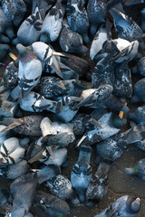 Many pigeons eating a crust of bread. Hungry doves eating seeds in the town.