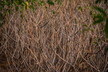 dried tangled tapioca plants