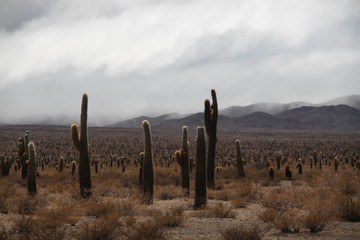kaktusy po horyzont w parku cardones w pochmurny dzień