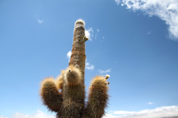 duże kaktusy na tle błękitnego nieba - obrazy, fototapety, plakaty