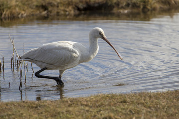 Spoonbill at Stanpit Marsh UK - Platalea leucorodia