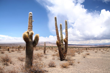 wysokie kaktusy rosnące na pustyni © KOLA  STUDIO