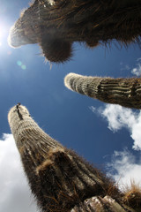 duże kaktusy na tle błękitnego nieba - obrazy, fototapety, plakaty
