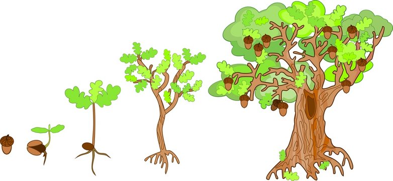 Oak Life Cycle. Plant Growin From Acorn To Mature Oak Tree