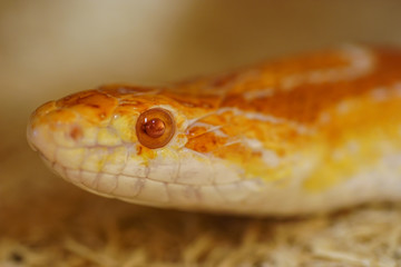 Kornnatter