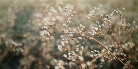 Abstact flower