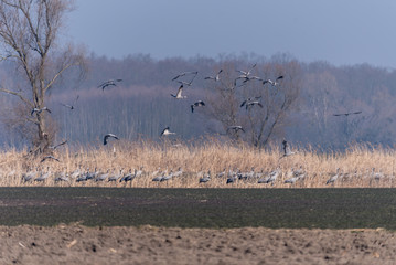 stado ptaków, stoi i fruwa, tło sucha trawa, drzewo, las niebo