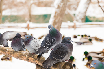 Pigeons sit on a wooden fence in the city Park. Winter day, snow. In the background is the Mallard duck.