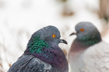 Pigeons in the city Park. Close up. Winter day.