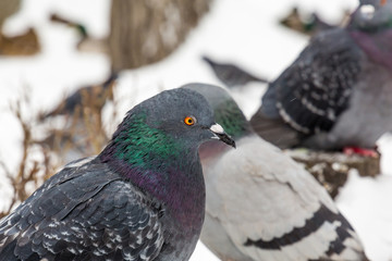 Pigeons in the city Park. Close up. Winter day.