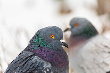 Pigeons in the city Park. Close up. Winter day.