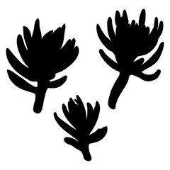 Obraz premium Black silhouettes of Succulent cactus flower, hand drawn terrarium cacti. Wild floral exotic tropical plant. Vector.