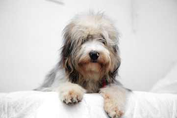 perro peinado mirando