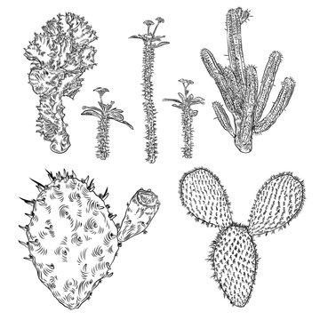 Set of cactuses, hand drawn Cacti and Succulents. Terrarium cactus collection. Wild floral exotic tropical forest. Vector.