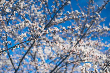 mt.Fuji in kawaguchiko lake,Kawaguchiko lake of Japan,Mount Fuji, Kawaguchi Lake, Japan,with,Spring Cherry blossoms, pink flowers,Cherry blossoms or Sakura and Mountain Fuji at the river in morning