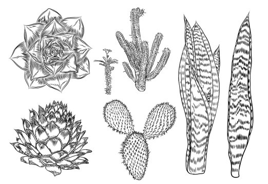 Cactus Set. Wild cactus forest elements with agave, saguaro, and prickly pear. Hand drawn. Vector.