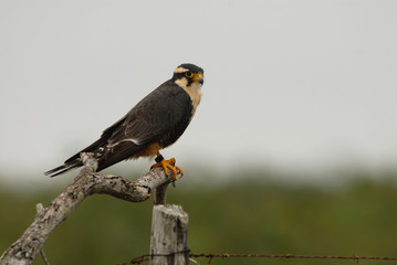 Falco femoralis