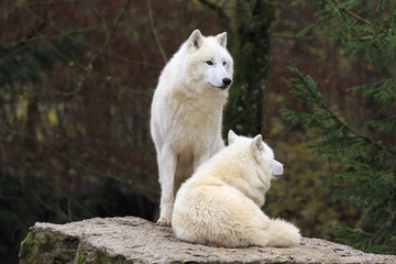 Obraz premium Biały wilk w lesie