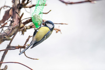 Great tit eating from tree feeder in winter.