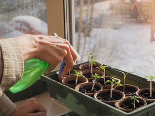 Spraying seedlings with a spray bottle. Growing vegetables on the window.
