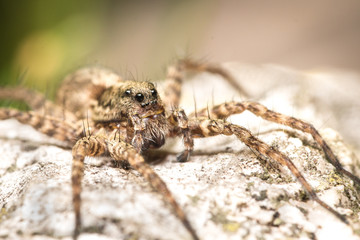 Spider