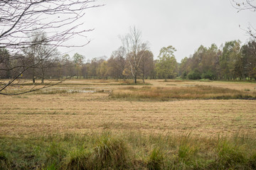 Beautiful moor landscape in the lueneburger heide