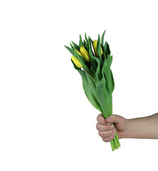 żółte tulipany w ręku