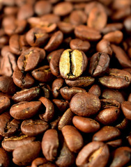 Golden roasted coffee bean among the others in a wooden bowl