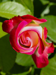 Closeup of Red and white Pinwheel rose against green background