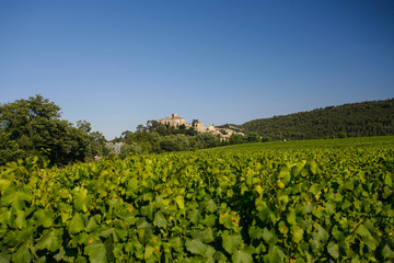 Fototapeta na wymiar Green vineyard in Provence with the castle in the background