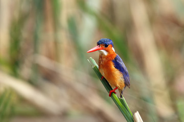 The malachite kingfisher (Corythornis cristatus) sitting on the reed. Kingfisher with green background and drops of water on the body.