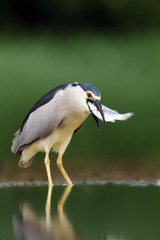 The black-crowned night heron (Nycticorax nycticorax), commonly night heron with green background. Night heron with the fish.