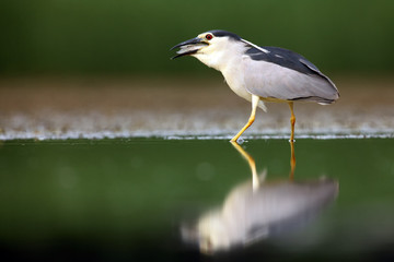 The black-crowned night heron (Nycticorax nycticorax), commonly night heron with green background. Night heron with the fish.