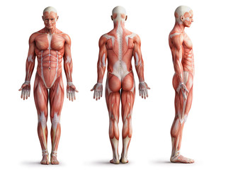 anatomy, muscles - obrazy, fototapety, plakaty
