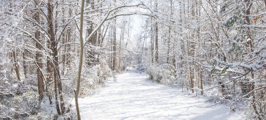 An undisturbed snowy path through the woods on a winter afternoon.