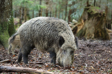 Naklejka na ściany i meble wild boar into the forest