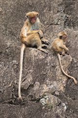 Female and baby macaque monkey Macaca sinica on the stone