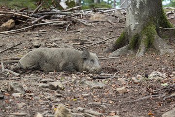 wild boar into the forest
