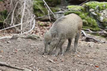 wild boar into the forest