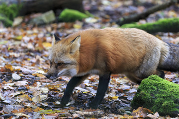 Fox in forest