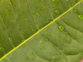 Macro photo of a leaf and it’s veins 1